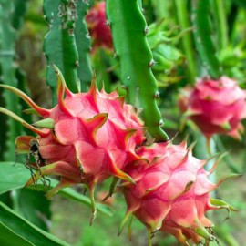 Растение Питахайя (Pitahaya) Комнатный подовый Растение Питахайя (Pitahaya) Комнатный подовый