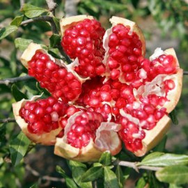 Гранат (Punica) Комнатный плодовый Гранат (Punica) Комнатный плодовый