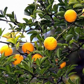 Понцирус Трифолиата (C. Poncirus trifoliata) Понцирус Трифолиата (C. Poncirus trifoliata)