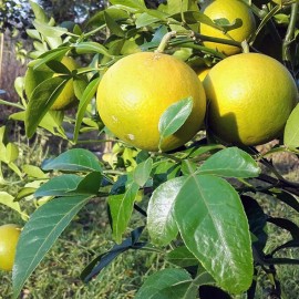 Цитрумело-Свингл (Citrumelo "Swingle") Цитрумело-Свингл (Citrumelo "Swingle")