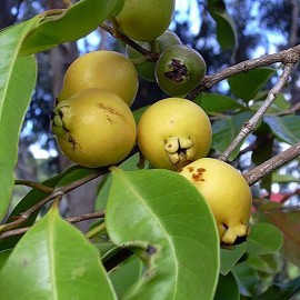 Гуава Земляничная (Psidium cattleianum, guajava) Гуава Земляничная (Psidium cattleianum, guajava)