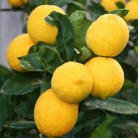 Лимон (Cítrus límon) Комнатный плодовый Лимон (Cítrus límon) Комнатный плодовый