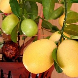 Лаймкват, Лимонелла (Limequat, Limonella) Комнатный плодовый Лаймкват, Лимонелла (Limequat, Limonella) Комнатный плодовый