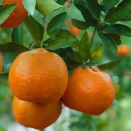 Каламондин (Цитрофортунелла) Calamondin Комнатный плодовый Каламондин (Цитрофортунелла) Calamondin Комнатный плодовый