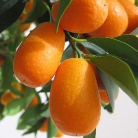 Кумкват (кинкан, фортунелла) Комнатный плодовый Кумкват (кинкан, фортунелла) Комнатный плодовый