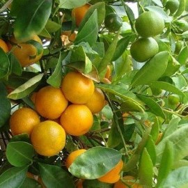 Грейпфрут (Cītrus paradīsi) Комнатный плодовый Грейпфрут (Cītrus paradīsi) Комнатный плодовый