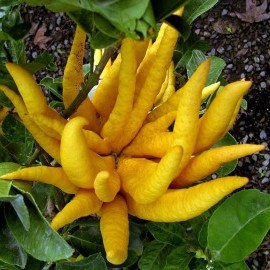 Цитрон (Citrus medica) Комнатный плодовый Цитрон (Citrus medica) Комнатный плодовый