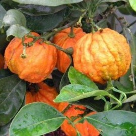 Померанцы / Бигарадии (Citrus aurantium) Комнатный Померанцы / Бигарадии (Citrus aurantium) Комнатный