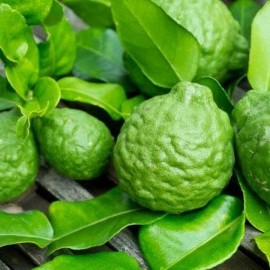Бергамот (Citrus bergamia) Комнатный плодовый Бергамот (Citrus bergamia) Комнатный плодовый