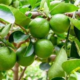 Лайм, Лиметта (C. aurantiifolia, limetta) плодовый Лайм, Лиметта (C. aurantiifolia, limetta) плодовый