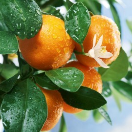 Клементин (Citrus clementina) Комнатный плодовый Клементин (Citrus clementina) Комнатный плодовый