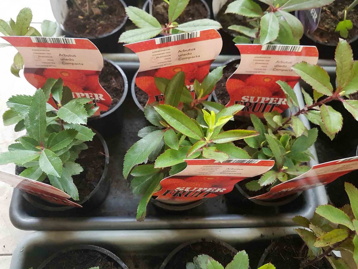 Суничне дерево Арбутус (Arbutus) 30-40 см. кімнатний Суничне дерево Арбутус (Arbutus) 30-40 см. кімнатний