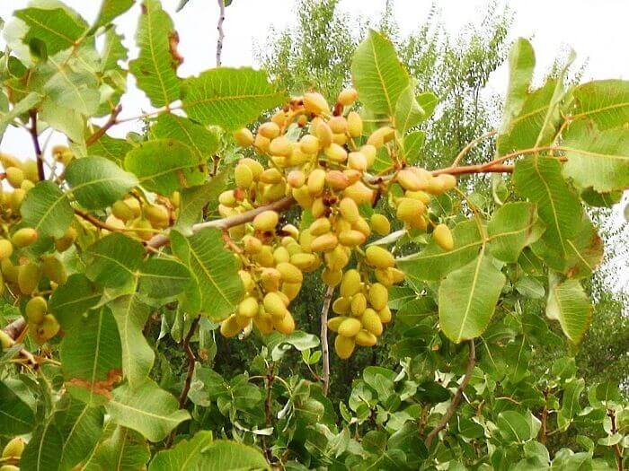 Фісташка (Pistacia vera) 20-30 см. кімнатна Фісташка (Pistacia vera) 20-30 см. кімнатна