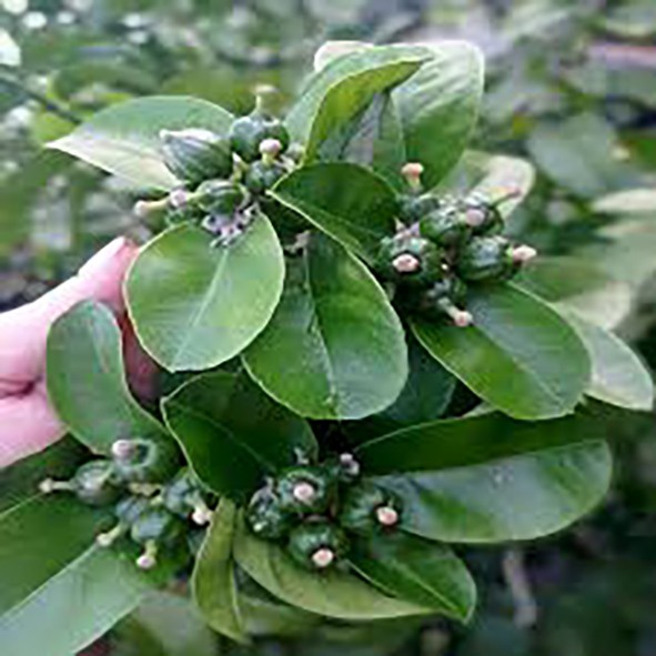 Бергамот МЕЛЛАРОЗА (Citrus bergamia mellarosa) 20-25 см. Бергамот МЕЛЛАРОЗА (Citrus bergamia mellarosa) 20-25 см.