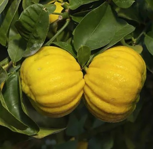 Бергамот МЕЛЛАРОЗА (Citrus bergamia mellarosa) 20-25 см. Бергамот МЕЛЛАРОЗА (Citrus bergamia mellarosa) 20-25 см.