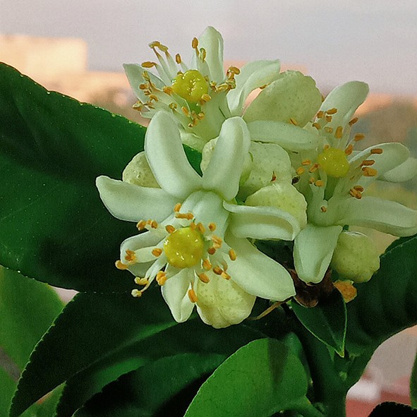 Бергамот МЕЛЛАРОЗА (Citrus bergamia mellarosa) 20-25 см. Бергамот МЕЛЛАРОЗА (Citrus bergamia mellarosa) 20-25 см.