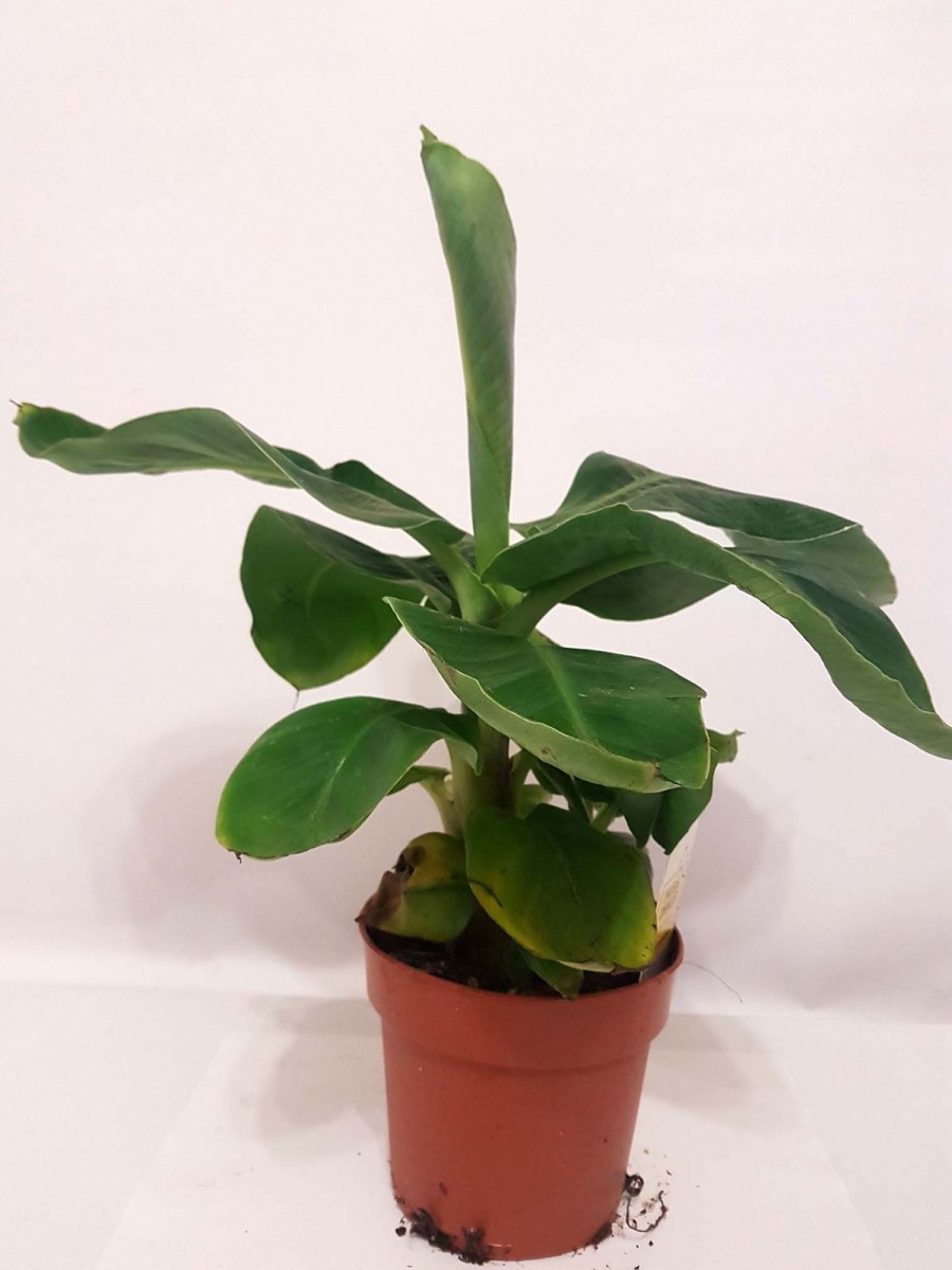 Банан (Musa) (Musa Dwarf Cavendish) 40-50 см. Комнатный Банан (Musa) (Musa Dwarf Cavendish) 40-50 см. Комнатный
