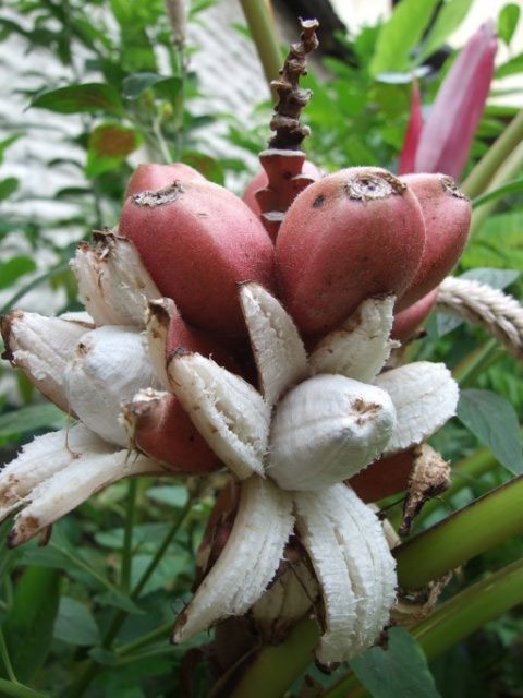 Банан (Musa velutina) Розовый, бархатный 50-60 см. Комнатный Банан (Musa velutina) Розовый, бархатный 50-60 см. Комнатный