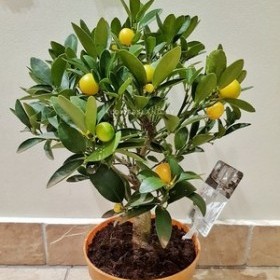Кумкват Отилия (Kumquat Otilia) 25-35 см. Комнатный. Кумкват Отилия (Kumquat Otilia) 25-35 см. Комнатный.