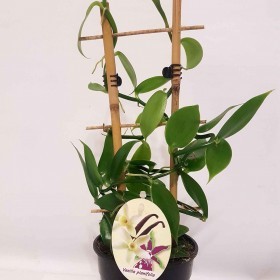 Орхідея Phalaenopsis-ваніль плосколиста (Vanilla planifolia)