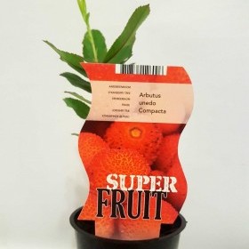 Суничне дерево Арбутус (Arbutus) 30-40 см. кімнатний