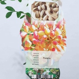 Фісташка (Pistacia vera) 20-30 см. кімнатна