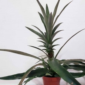 Ананас (Ananas) Кімнатний плодовий