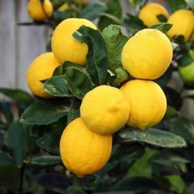 Лимон "Ліза" (C. limon "Lisa") 10-20 см. кімнатний вкорiнений Лимон "Ліза" (C. limon "Lisa") 10-20 см. кімнатний вкорiнений