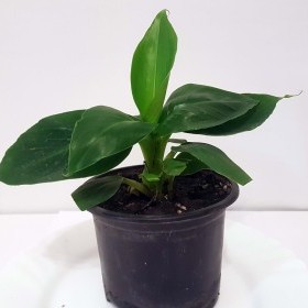 Банан (Musa) (Musa Dwarf Cavendish) 10-20 см. кімнатний