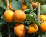 Мандаринка с подоконника